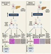 Evaluating the therapeutic potential of genetically engineered probiotic Zbiotics (ZB183) for non-alcoholic steatohepatitis (NASH) management via modulation of the cGAS-STING pathway†