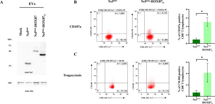 Extracellular vesicle-based anti-HOXB7 CD8+ T cell-specific vaccination strengthens antitumor effects induced by vaccination against Her2/neu