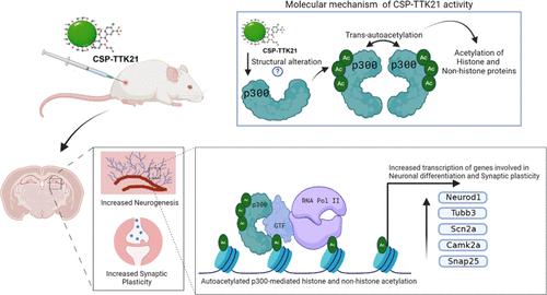 p300/CBP KATs Are Critical for Maturation and Differentiation of Adult Neural Progenitors