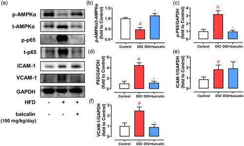 Baicalin attenuates vascular inflammation and endothelial dysfunction in diabetes