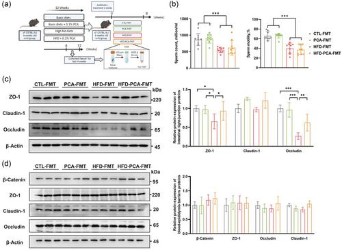 Gut microbiota dysbiosis and oxidative damage in high-fat diet-induced impairment of spermatogenesis: Role of protocatechuic acid intervention