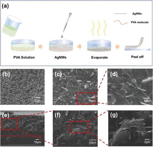 Recyclable and Stable Strain Sensors Based on Semi-Wrapped Structure of Silver Nanowires in Polyvinyl Alcohol for Human Motion Monitoring