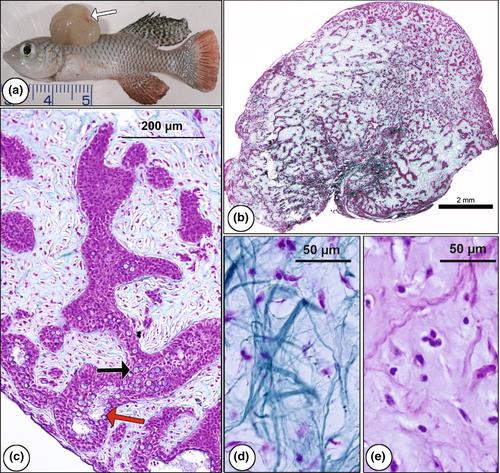 Spontaneous exophytic tumour in Nothobranchius furzeri, an aging research model