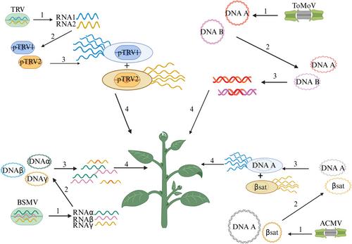 The reverse genetic as a potential of virus-induced gene silencing in tomato biology