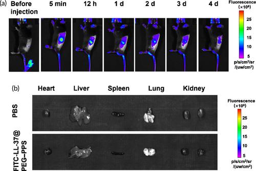 Correction to “Self-assembly of PEG–PPS polymers and LL-37 peptide nanomicelles improves the oxidative microenvironment and promotes angiogenesis to facilitate chronic wound healing”