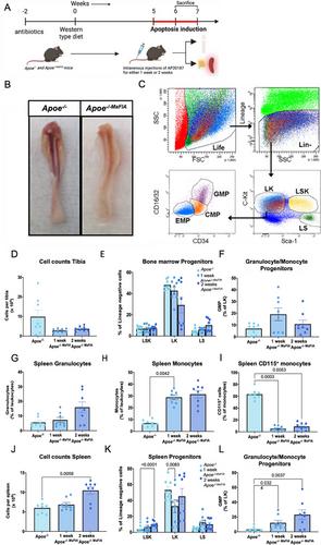 Colony stimulating factor 1 receptor (Csf1r) expressing cell ablation in mafia (macrophage-specific Fas-induced apoptosis) mice alters monocyte landscape and atherosclerotic lesion characteristics