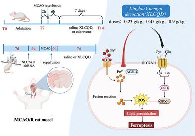 Xinglou Chengqi Decoction Protects against Cerebral Ischemia/Reperfusion Injury by Inhibiting Ferroptosis via SLC7A11/GPX4 Signaling