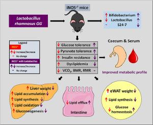 Improved metabolic stability in iNOS knockout mice with Lactobacillus supplementation