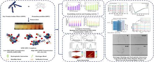 Noncovalent interaction between proanthocyanidins and soy protein isolate fibers: Structure, functionality and interaction mechanism