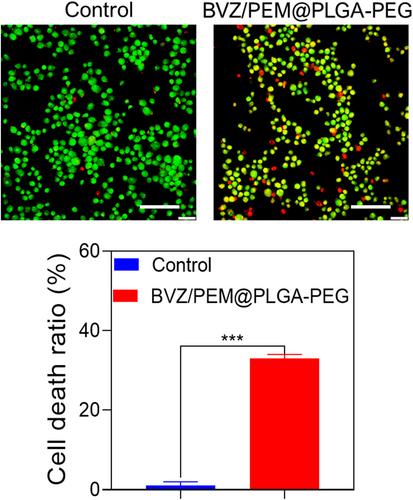 Dual drug co-encapsulation of bevacizumab and pemetrexed clocked polymeric nanoparticles improves antiproliferative activity and apoptosis induction in liver cancer cells