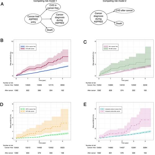 Cardiovascular disease and stroke following cancer and cancer treatment in older adults