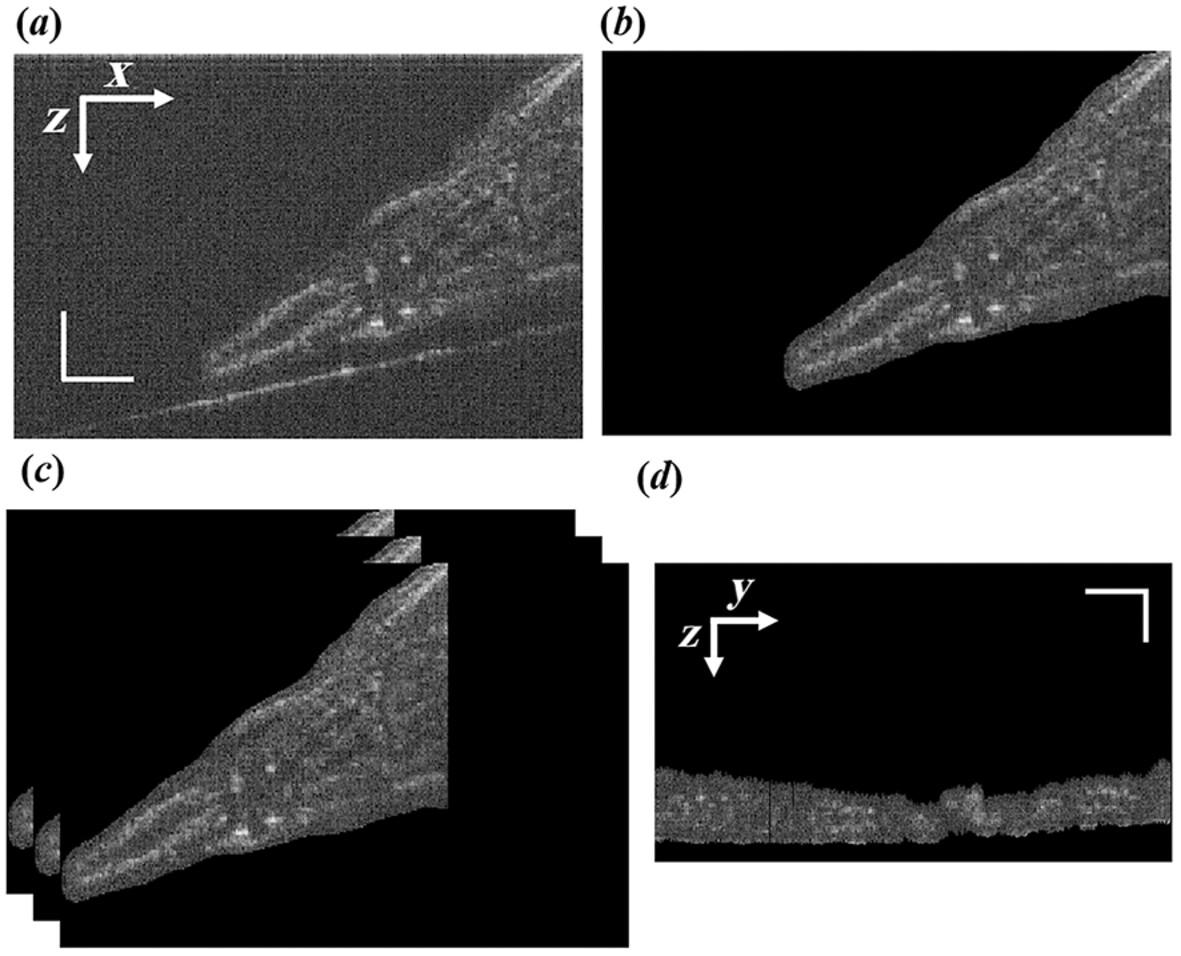 Quantitative Characterization of Zebrafish Caudal Fin Regeneration Based on Mueller Matrix OCT In Vivo