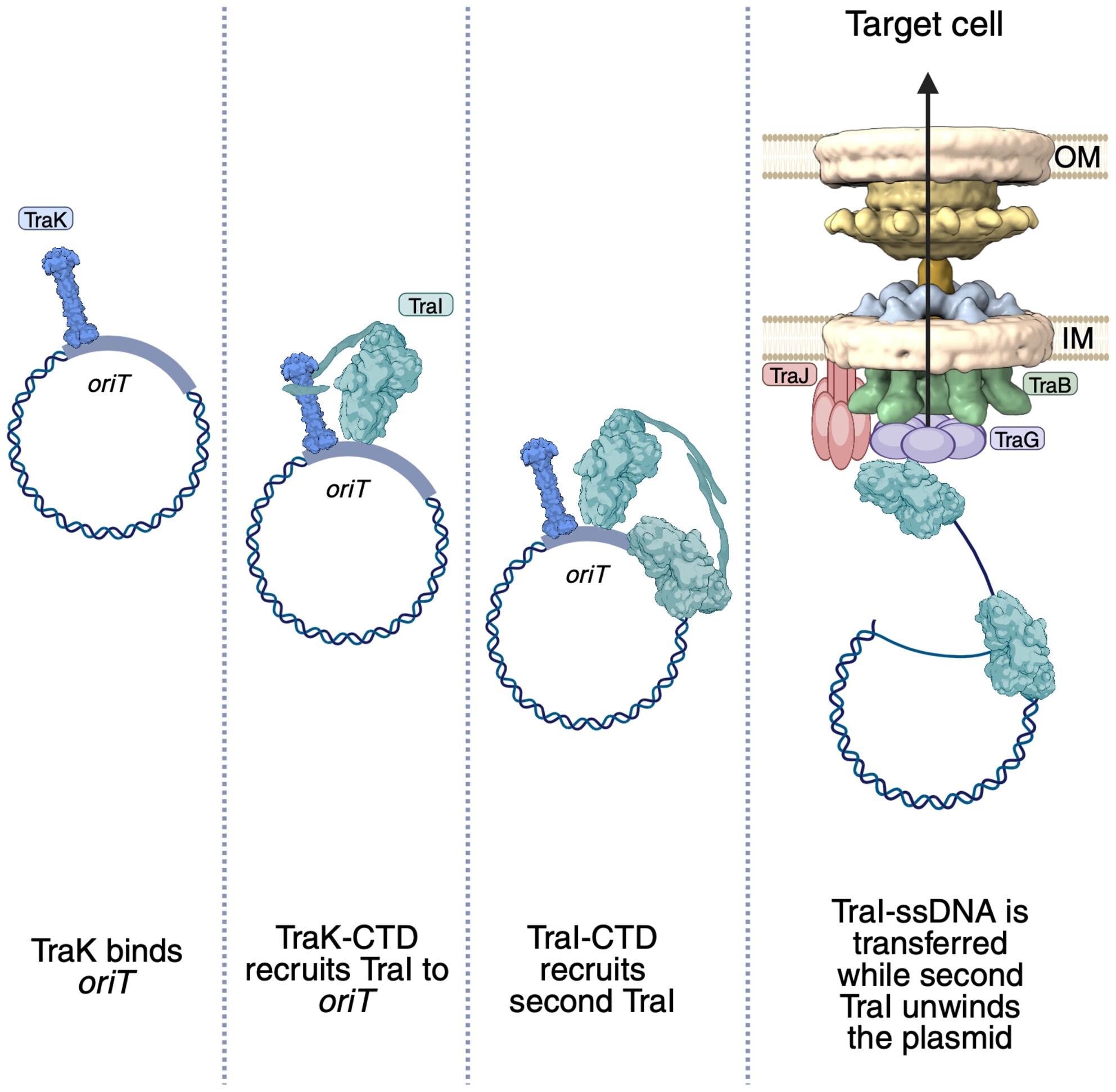 Conjugative transfer of the IncN plasmid pKM101 is mediated by dynamic interactions between the TraK accessory factor and TraI relaxase