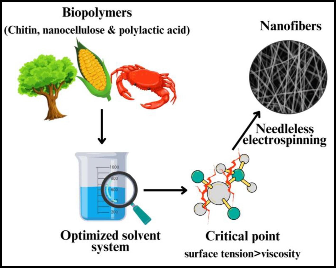 Optimization of solvent system for chitosan/polylactic acid/nanocellulose nanofibers using needleless electrospinning