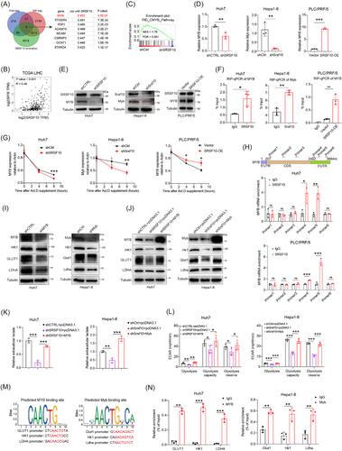 Targeting SRSF10 might inhibit M2 macrophage polarization and potentiate anti-PD-1 therapy in hepatocellular carcinoma.