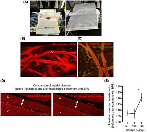 Effects of Beraprost on Intestinal Microcirculation and Barrier Function in a Mouse Model of Renal Failure