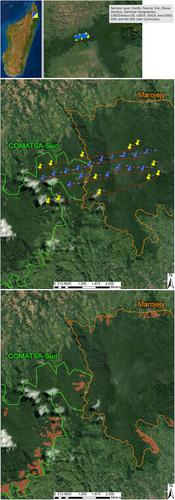 Thin corridors limit wildlife: Variance of tropical carnivore distribution and habitat use in a critical rainforest corridor