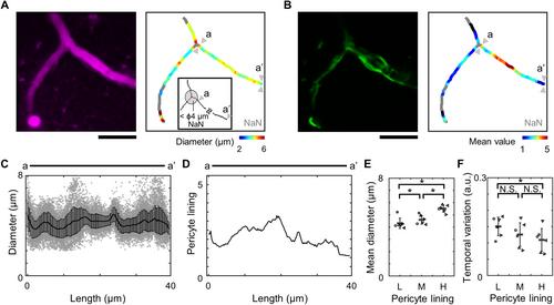 Microfluctuations in Capillary Lumens Independent of Pericyte Lining Density in the Anesthetized Mouse Cortex