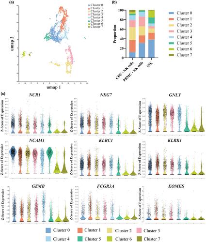 A scalable, spin-free approach to generate enhanced induced pluripotent stem cell–derived natural killer cells for cancer immunotherapy