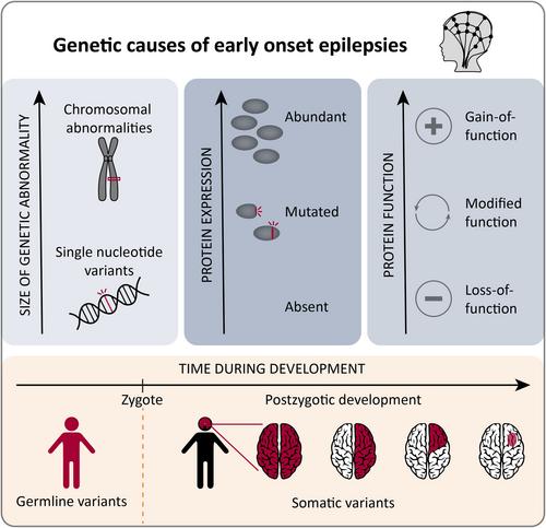 WONOEP appraisal: Genetic insights into early onset epilepsies.