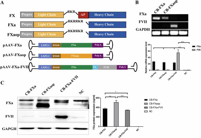 Activated factor X delivered by adeno-associated virus significantly inhibited bleeding and alleviated hemophilic synovitis in hemophilic mice