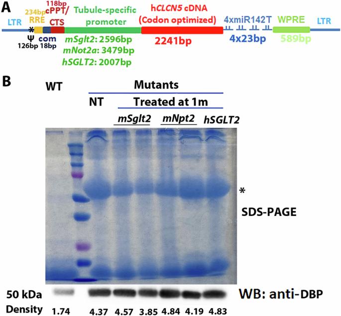 Gene therapy of Dent disease type 1 in newborn ClC-5 null mice for sustained transgene expression and gene therapy effects