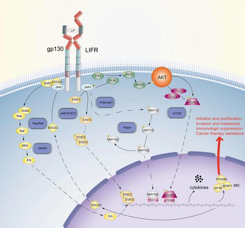 Roles of leukemia inhibitory factor receptor in cancer