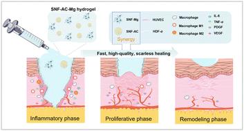 Accelerated scarless wound healing by dynamical regulation of angiogenesis and inflammation with immobilized asiaticoside and magnesium ions in silk nanofiber hydrogels†