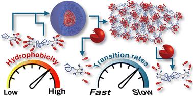 Hydrophobicity as a tool for programming sequential mesophase transitions of enzyme-responsive polymeric amphiphiles†