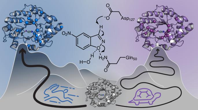 Enriching productive mutational paths accelerates enzyme evolution