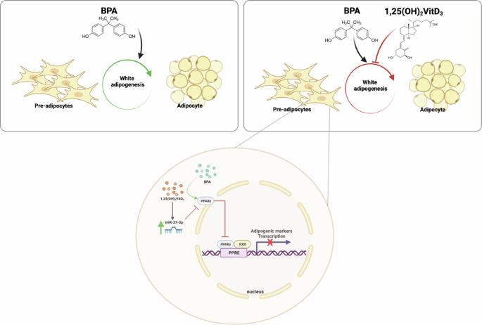 1,25‑Dihydroxyvitamin D3 mitigates the adipogenesis induced by bisphenol A in 3T3-L1 and hAMSC through miR-27-3p regulation