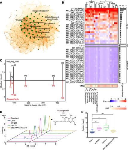 MetMiner: A user-friendly pipeline for large-scale plant metabolomics data analysis