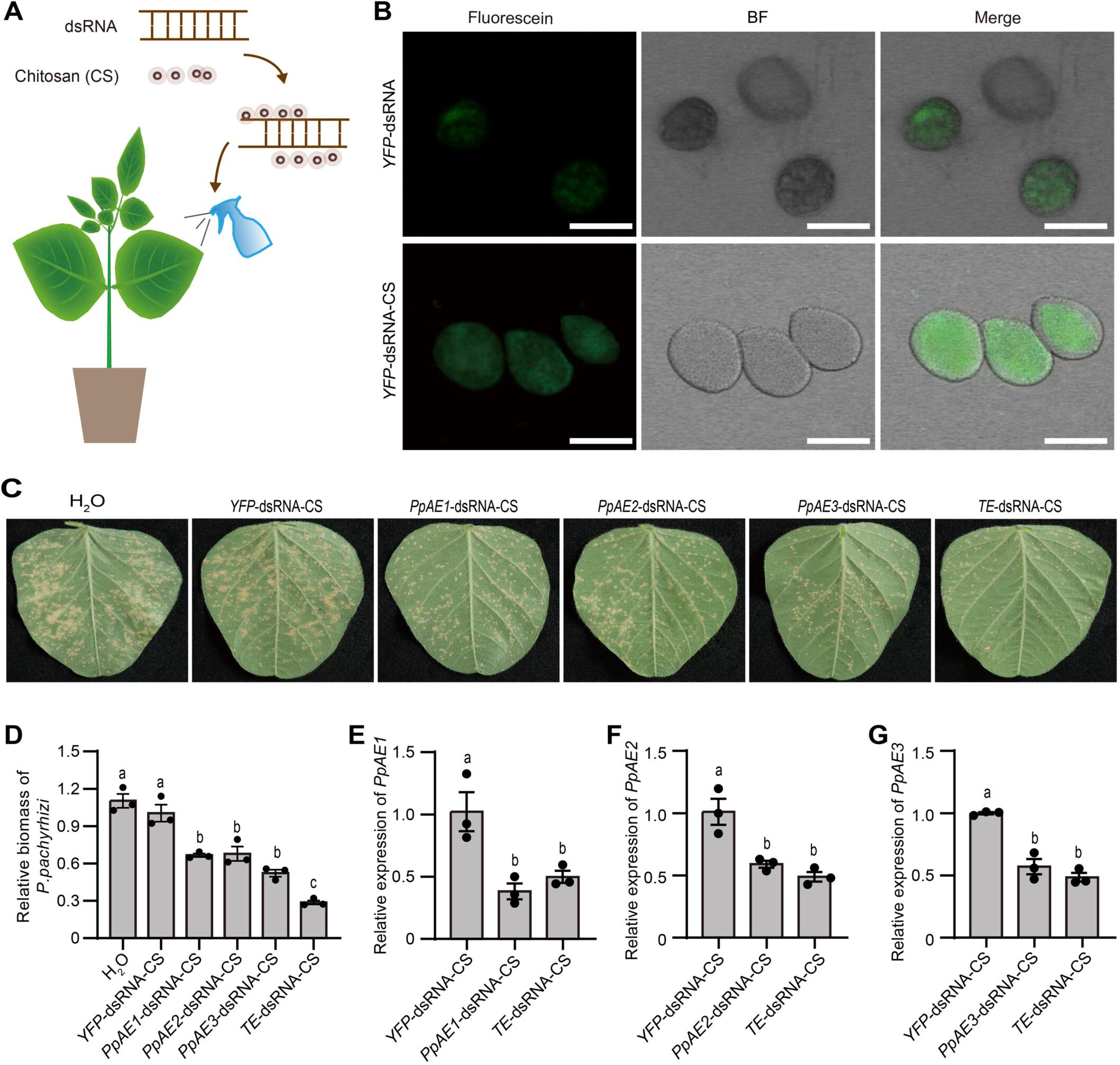 Profiling of Phakopsora pachyrhizi transcriptome revealed co-expressed virulence effectors as prospective RNA interference targets for soybean rust management