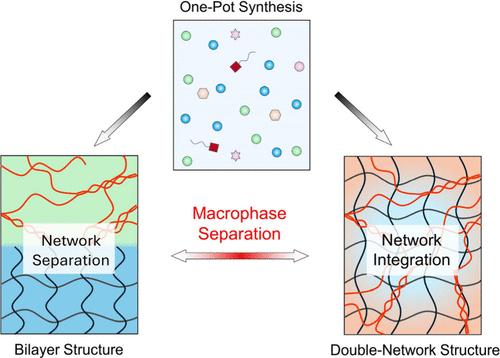 Spontaneous Macrophase Separation Strategy for Bridging Hydrogels from Bilayer to Double-Network Structure