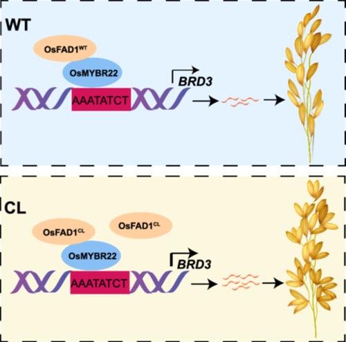 OsFAD1–OsMYBR22 modulates clustered spikelet through regulating BRD3 in rice