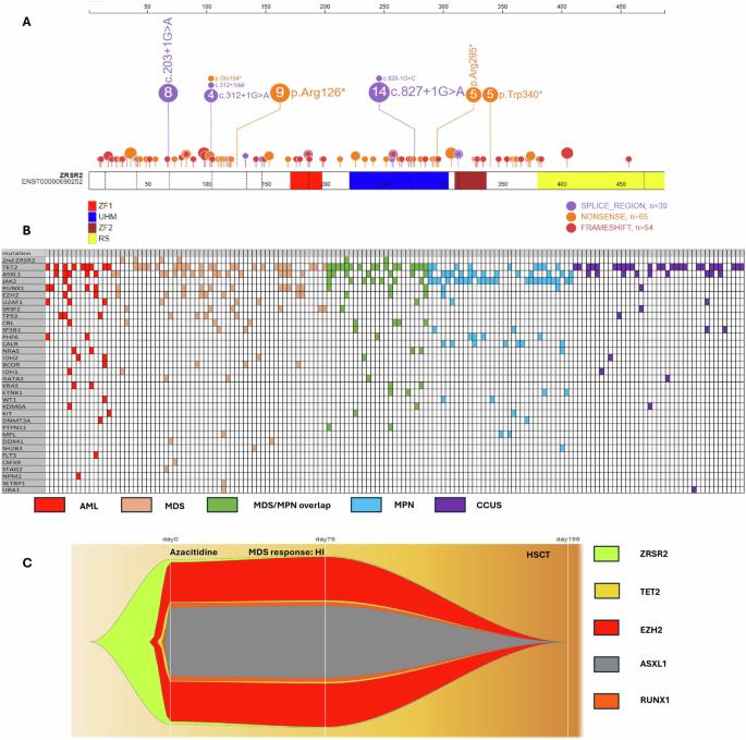 Characterisation and prognostic impact Of ZRSR2 mutations in myeloid neoplasms