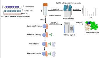 STAT3 interactome predicts presence of proteins that regulate immune system in oral squamous cell carcinoma