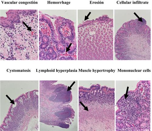 Macroscopic and histopathological description of gastric lesions in horse, donkey, and mule fetuses in the last trimester of gestation