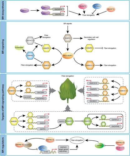 Brassinosteroids in cotton: orchestrating fiber development