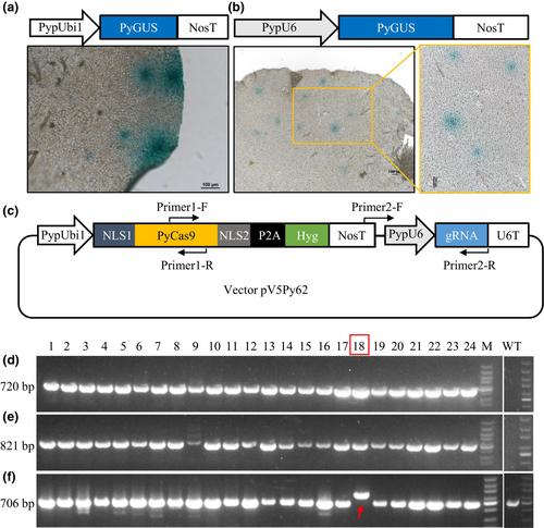 Abstract Image