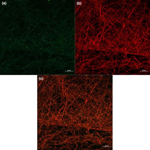 Liposomal black mulberry extract loaded-nanofibers: preparation, characterisation, and bioaccessibility of phenolics by simulated in vitro digestion combined with the Caco-2 cell model