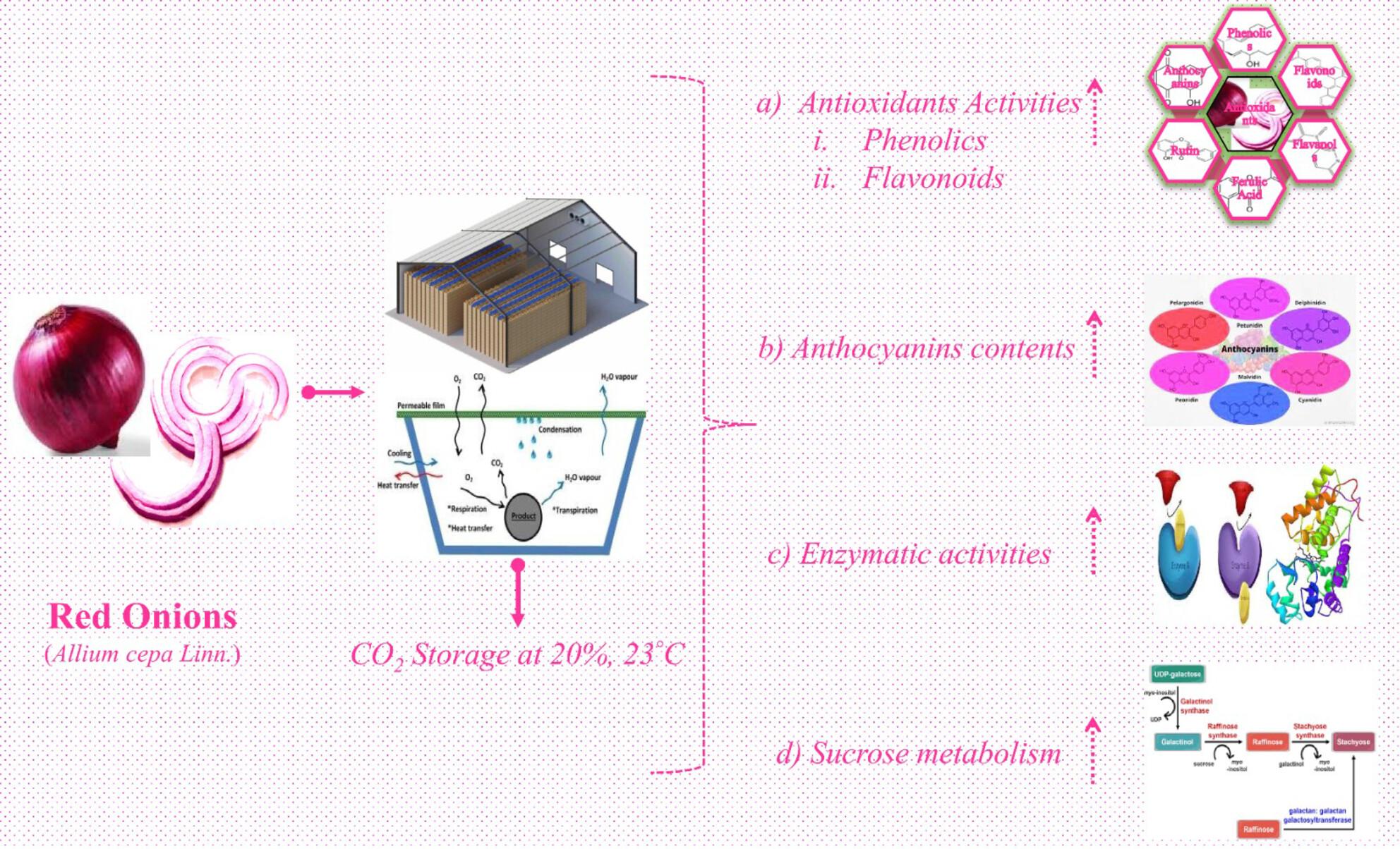 Effect of carbon dioxide on anthocyanins and sucrose synthesis of red onion (Allium cepa L.) during post-harvest storage