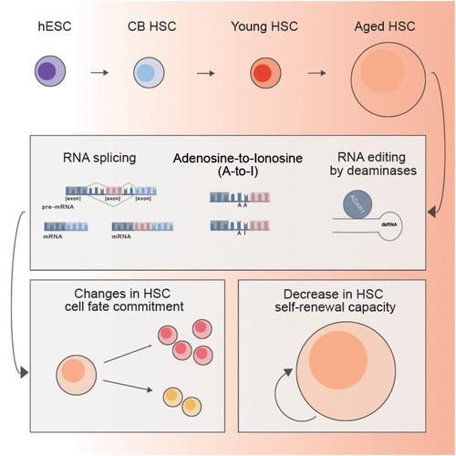 RNA Modifications Shape Hematopoietic Stem Cell Aging: Beyond the Code