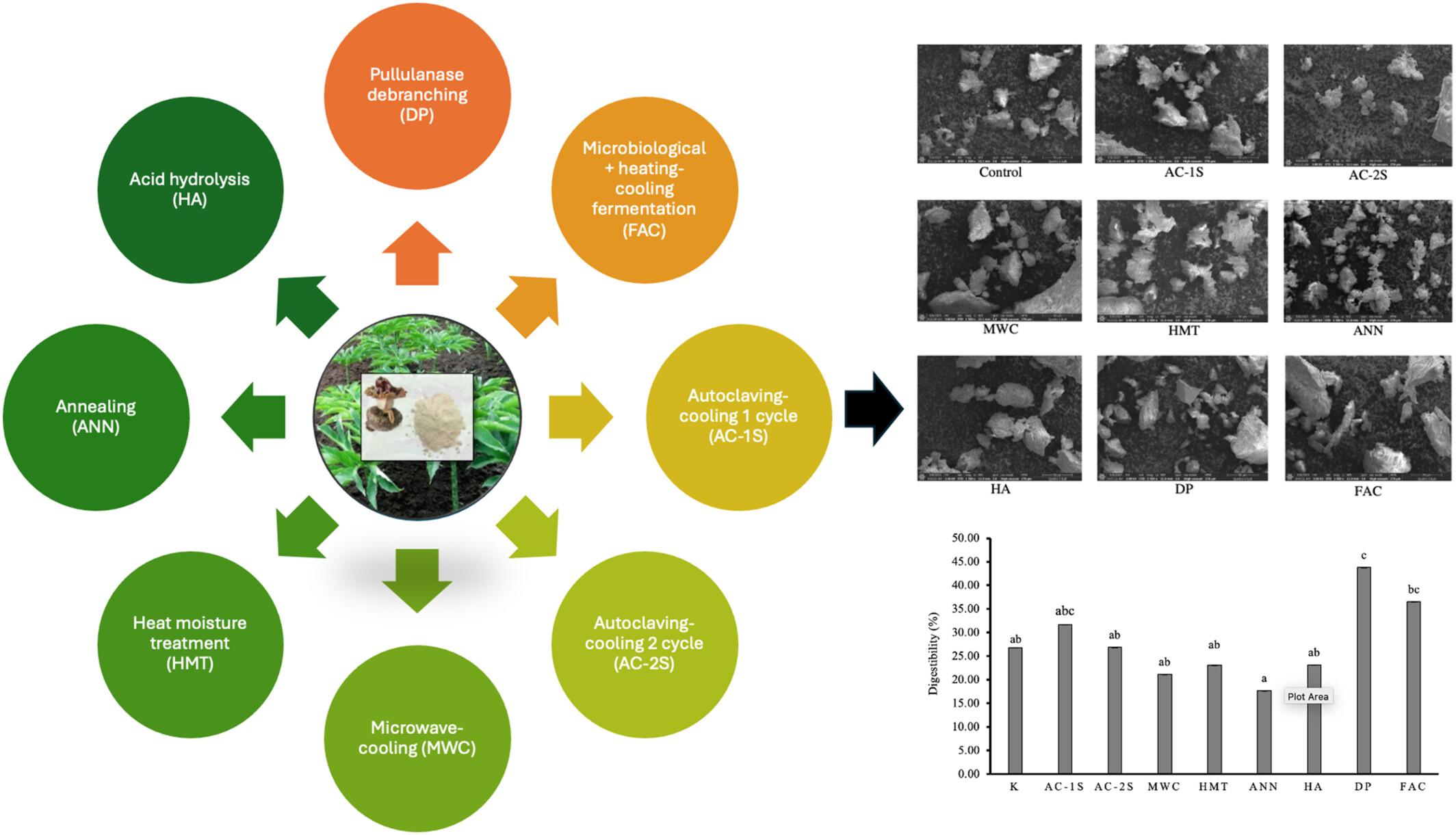 Physicochemical, enzymatic and fermentation modifications improve resistant starch levels and prebiotic properties of porang (Amorphophallus oncophyllus) flour