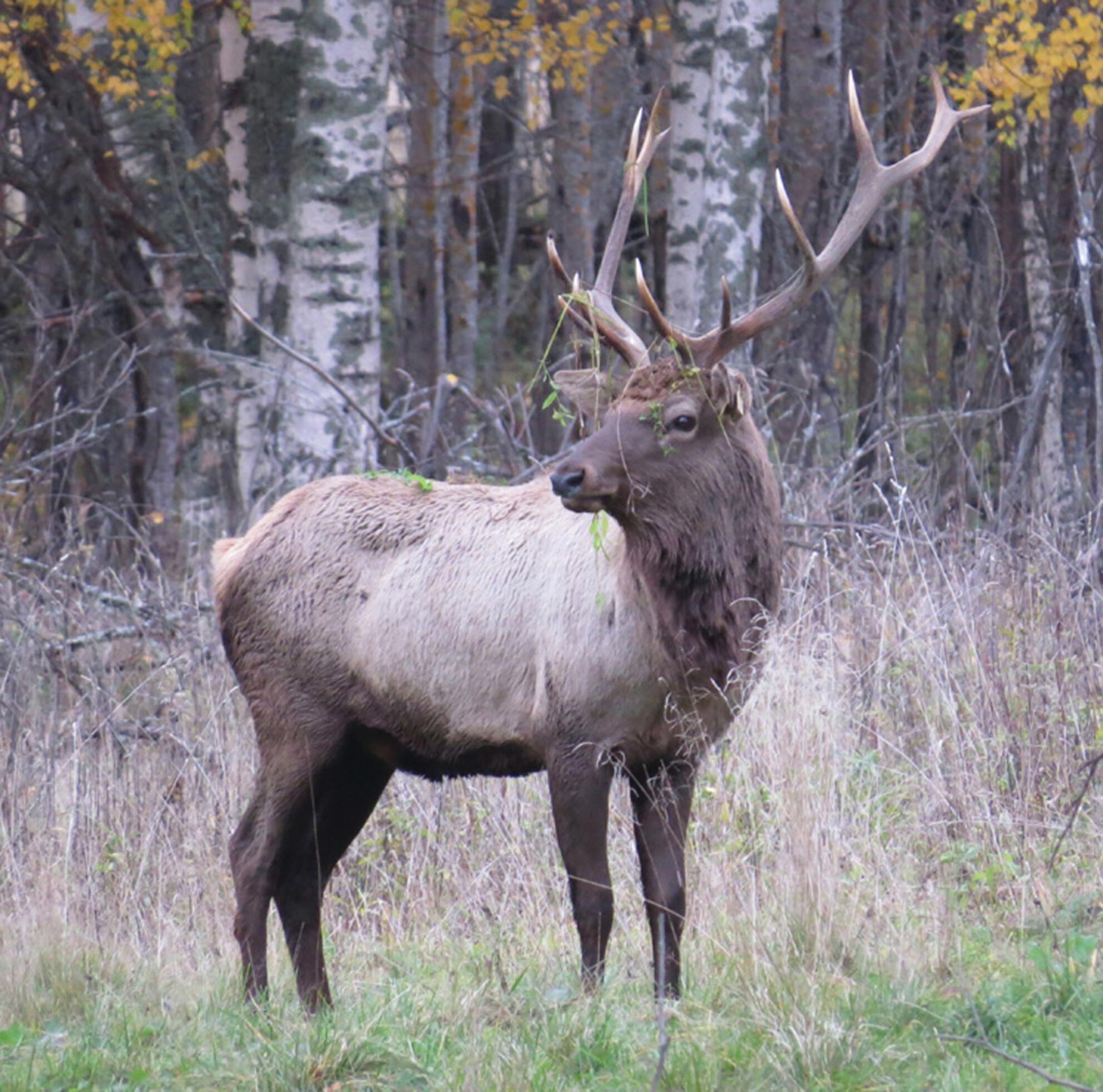 Rutting calls of harem-holders, harem-candidates and peripheral male Siberian wapiti Cervus canadensis sibiricus: Acoustic correlates of stag quality and individual identity