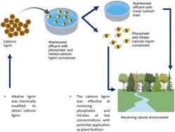 Lignin cationization for the removal of phosphates and nitrates from effluents of wastewater treatment plants†