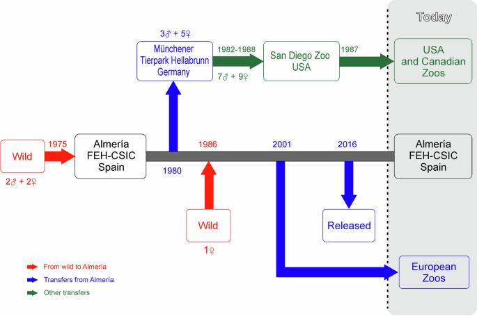 Analysing the pedigree to identify undesirable losses of genetic diversity and to prioritize management decisions in captive breeding: a case study