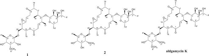 Aldgamycins Q1 and Q2, two novel 16-membered macrolides from the rare actinomycete Saccharothrix sp. 16Sb2-4