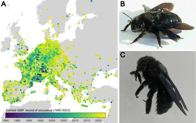 The genome sequence of the Violet Carpenter Bee, Xylocopa violacea (Linnaeus, 1785): a hymenopteran species undergoing range expansion