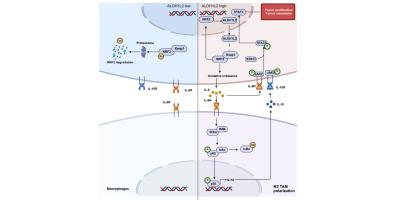 ALDH1L2 drives HCC progression through TAM polarization